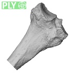 DV14-131 Homo sapiens tibia left proximal ply