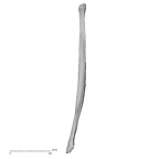 DV14-132 Homo sapiens fibula right anterior