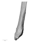 DV14-132 Homo sapiens fibula right distal anterior