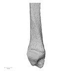 DV14-132 Homo sapiens fibula right distal medial