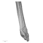 DV14-132 H. sapiens fibula right distal