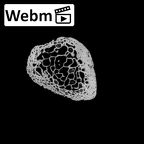 DV14-132 Homo sapiens fibula right distal ct stack movie