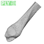DV14-132 Homo sapiens fibula right distal ply