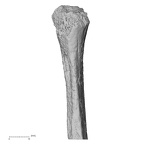 DV14-132 Homo sapiens fibula right proximal anterior