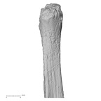 DV14-132 Homo sapiens fibula right proximal medial