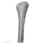DV14-132 Homo sapiens fibula right proximal posterior