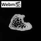 DV14-132 Homo sapiens fibula right proximal ct stack movie