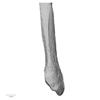 DV14-133 Homo sapiens fibula left distal anterior