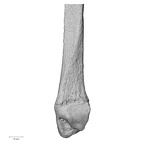 DV14-133 Homo sapiens fibula left distal medial