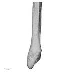 DV14-133 Homo sapiens fibula left distal posterior