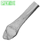DV14-133 Homo sapiens fibula left distal ply