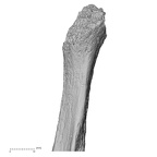 DV14-133 Homo sapiens fibula left proximal anterior