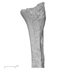 DV14-133 Homo sapiens fibula left proximal lateral