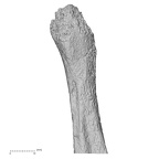 DV14-133 Homo sapiens fibula left proximal posterior