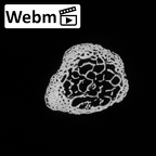 DV14-133 Homo sapiens fibula left proximal ct stack movie
