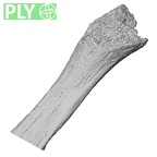 DV14-133 Homo sapiens fibula left proximal ply