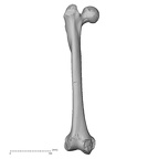 DV15-122 Homo sapiens femur right anterior