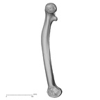 DV15-122 Homo sapiens femur right medial