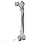 DV15-122 Homo sapiens femur right posterior