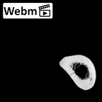 DV15-122 Homo sapiens femur right ct stack movie