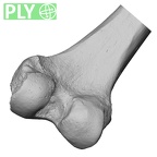 DV15-122 Homo sapiens femur right distal ply