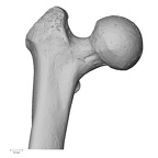 DV15-122 Homo sapiens femur right proximal anterior