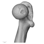 DV15-122 Homo sapiens femur right proximal medial