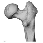 DV15-122 H. sapiens femur right proximal