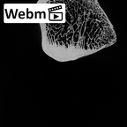 DV15-122 Homo sapiens femur right proximal ct stack movie