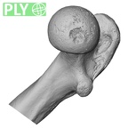 DV15-122 Homo sapiens femur right proximal ply