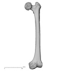 DV15-123 Homo sapiens femur left anterior