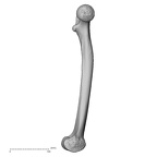 DV15-123 Homo sapiens femur left medial