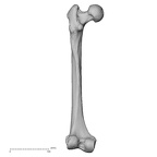 DV15-123 Homo sapiens femur left posterior