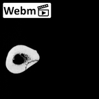 DV15-123 Homo sapiens femur left ct stack movie