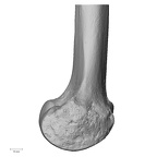 DV15-123 Homo sapiens femur left distal medial