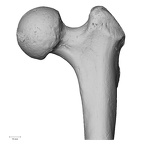 DV15-123 Homo sapiens femur left proximal anterior
