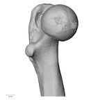 DV15-123 Homo sapiens femur left proximal medial