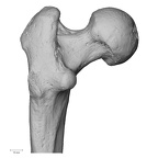 DV15-123 H. sapiens femur left proximal