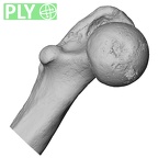 DV15-123 Homo sapiens femur left proximal ply