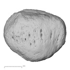 DV15-124 Homo sapiens patella right anterior