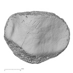 DV15-124 Homo sapiens patella right posterior