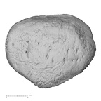 DV15-125 Homo sapiens patella left anterior