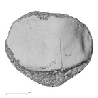 DV15-125 H. sapiens patella left