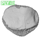 DV15-125 Homo sapiens patella left ply