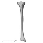 DV15-126 Homo sapiens tibia right anterior