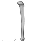 DV15-126 Homo sapiens tibia right lateral