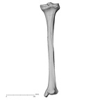 DV15-126 H. sapiens tibia right