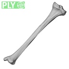 DV15-126 Homo sapiens tibia right ply