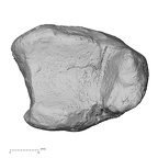 DV15-126 Homo sapiens tibia right distal distal