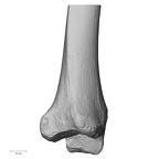 DV15-126 Homo sapiens tibia right distal lateral